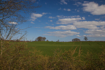 Feld im Frühling
