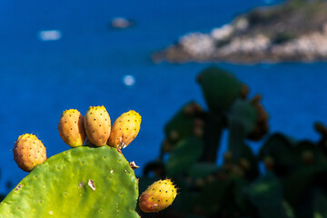 Closeup shot of prickly pear on a blue background