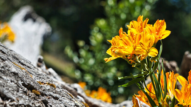 Close view of a group of yellow small Amancay flowers ( Alstroemeria aurea) growing near an old dry log in San Martin de los Andes, Neuquen, Patagonia, Argentina