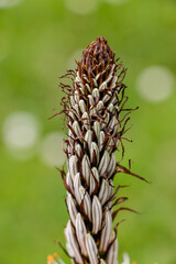close up of a cone