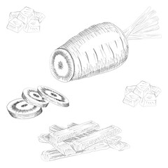 Hand drawn carrots set. Half carrot, slice carrot. Diced carrots. Carrots, cut into strips. Fresh organic and healthy, vegetarian vegetables. Vector illustration isolated on white background.