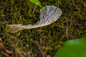 old white maple seed with structure on the floor
