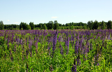 Obraz premium Lupin spreads flowers. Lupin field. Colorful bouquet of lupins on a summer flower background. Blossoming flowers. Lupin field with pink-purple and blue flowers, green grass. Blue sky. Copy space