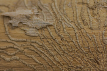 traces from a bark beetle on a tree detail