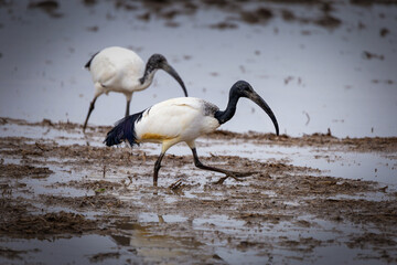 Ibis sacro