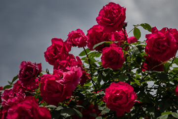 Red roses on dark background