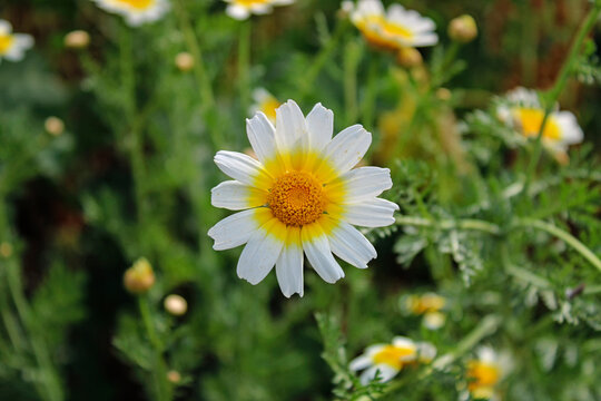 daisy flower (Leucanthemum vulgare), picture of a common marguerite flower in the field