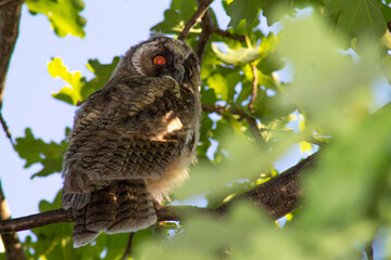 Owl on an old oak tree. Bird of prey eyes