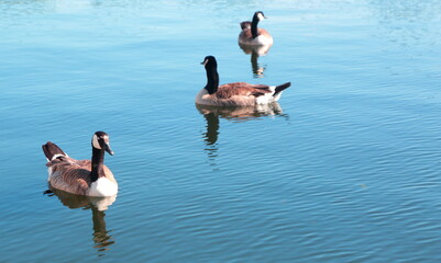 Happy Ducks 