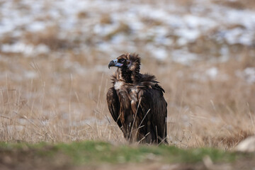 Cinereous Vulture, (Aegypius monachus) in its natural habitat. Wildlife.