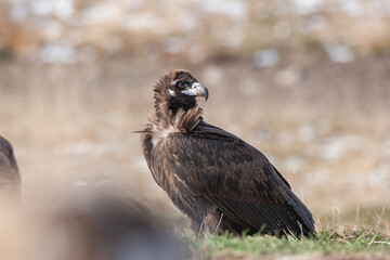 Cinereous Vulture, (Aegypius monachus) in its natural habitat. Wildlife.