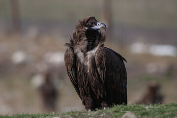 Cinereous Vulture, (Aegypius monachus) in its natural habitat. Wildlife.