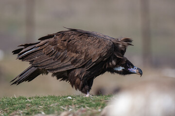 Cinereous Vulture, (Aegypius monachus) in its natural habitat. Wildlife.