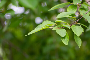 Obraz premium leaves growing from a tree in summer