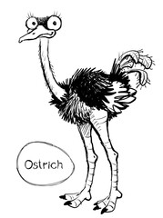 Vector. Graphic black and white sketch of a funny ostrich with an egg.