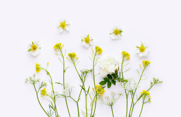 Flowers on white background. Flat lay