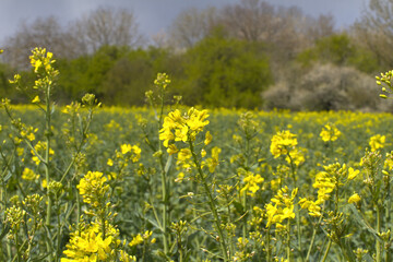 canola flower foreground for a more sustainable agriculture with trees