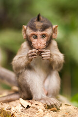 Portrait of a little monkey in Bali, Indonesia.