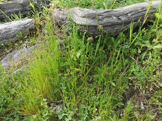 Grass scenery at the mountains