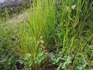 Grass scenery at the mountains