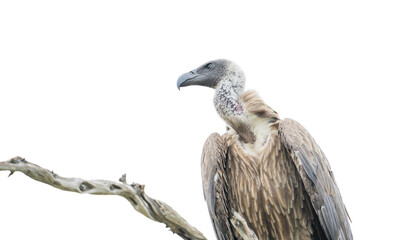 Head portrait of huge brown white-backed vulture or griffon bird with only down feathers on the head and neck sitting on dead dried tree branch and looking isolated on white background