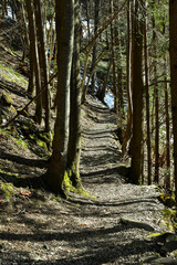 Footpath in the forest.