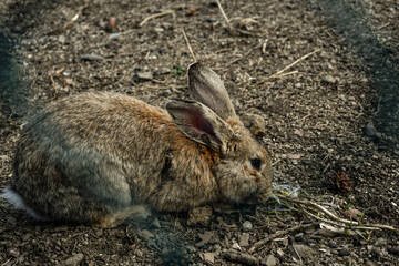A beautiful wild rabbit in search of food.