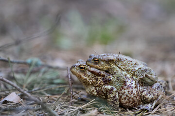 Two frogs female and male