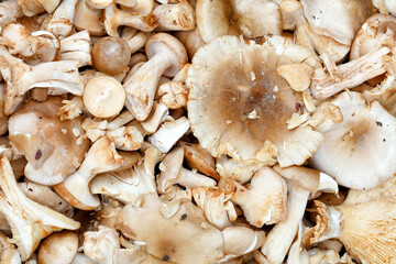 Heap of edible mushroom russula heterophylla close-up.