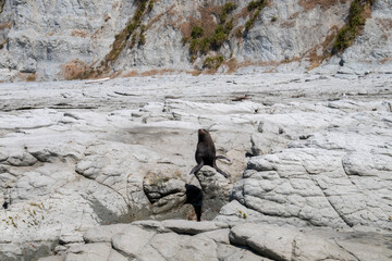 León marino en Bahía de Kaikoura, Nueva Zelanda