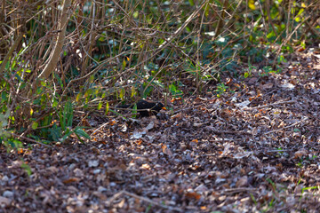 Naklejka na ściany i meble A common blackbird in the bushes