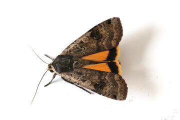 Male of The large yellow underwing (Noctua pronuba) is a moth from the family owlet moths...