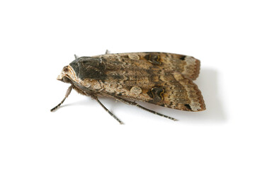 Male of The large yellow underwing (Noctua pronuba) is a moth from the family owlet moths...