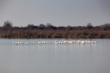 Flamingos in the Marano lagoon