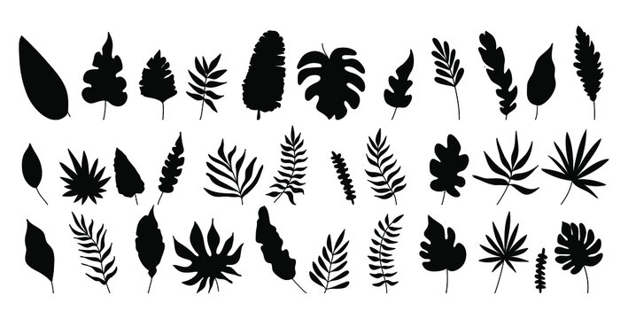 Vector illustrations silhouette of palm trees and leaves. Tropical collection isolated on background.