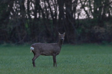 das Reh auf der Wiese