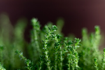 Fresh watercress grass sprouts with water droplets. Selective focus. Macro grass