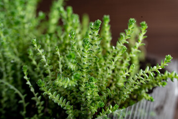 Fresh watercress grass sprouts with water droplets. Selective focus. Macro grass