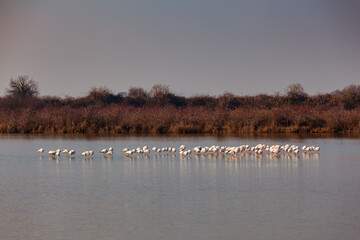 Fototapeta na wymiar Flamingos in the Marano lagoon