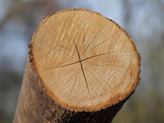 Kettensäge - gerodeter Baum mit Jahresringen und Rissen
