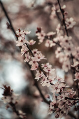 Blüten im Detail