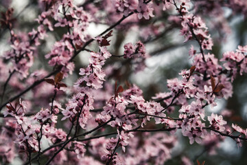Blüten am Baum