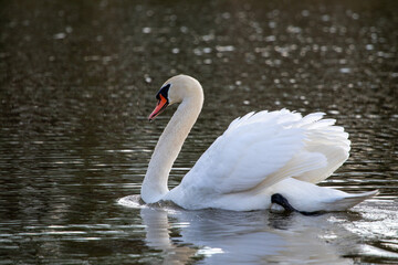 Fototapeta premium schwimmender Schwan