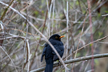 Amsel im Baum