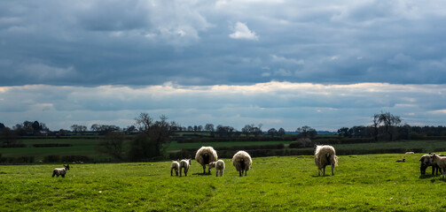 Fototapeta premium SHEEP
