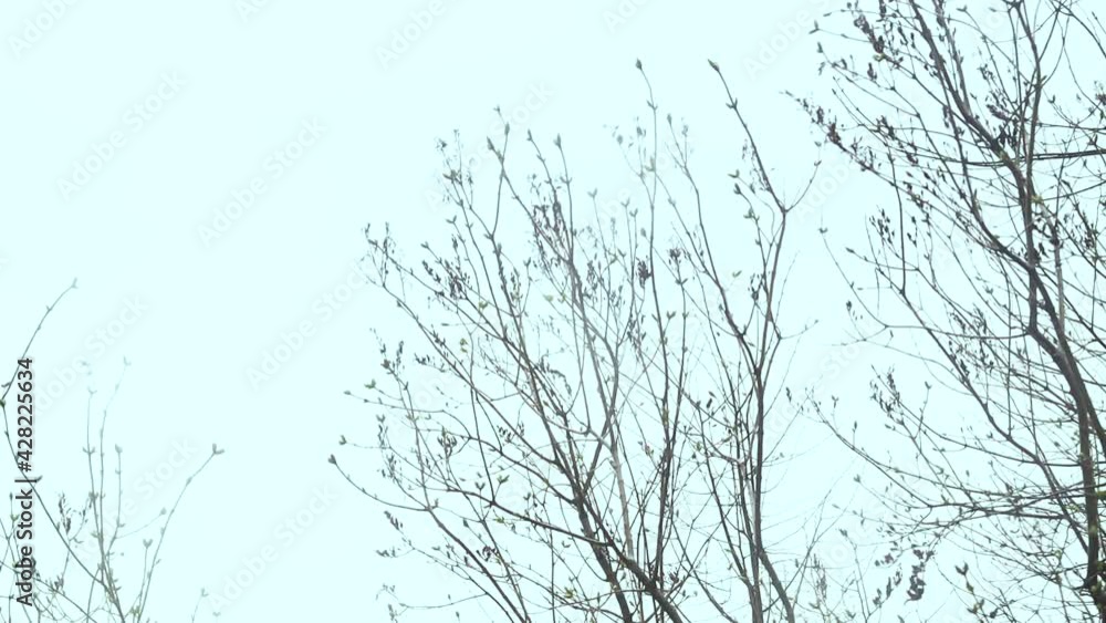 Poster tree branches close-up in spring with green sprouts.