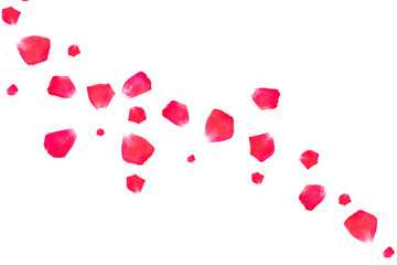 Bright pink rose petals. floral background.