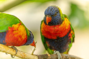 Swainson's Lorikeet at the Sables Zoo in Sables d'Olonne.