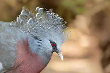 Victoria Crowned Pigeon in captivity at the Sables Zoo in Sables d'Olonne.