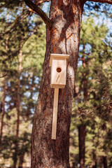 birdhouse, bird feeder, spring in the forest, nature